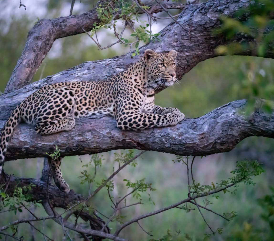 20221117 CJPSA-Jake Johnstone Cheetah Plains JJ-217 20221117 CJPSA-Jake Johnstone Cheetah Plains JJ-217